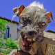 Illustration for article titled 10 Years Of The Worlds Ugliest Dogs